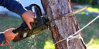 Best Lot and Land Clearing  in Live Oak, CA