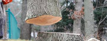 Best Tree Maintenance Programs  in Live Oak, CA