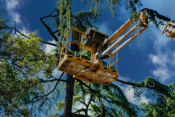 Best Hazardous Tree Removal  in Live Oak, CA