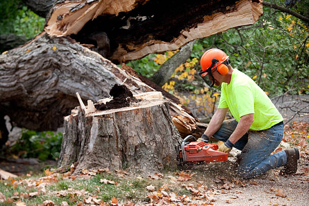 Best Grass Overseeding  in Live Oak, CA