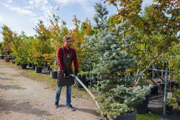 Best Arborist Consultation Services  in Live Oak, CA